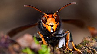 Die asiatische Hornisse breitet sich aus